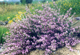 Ononis spinosa (spiny restharrow) full plant in bloom