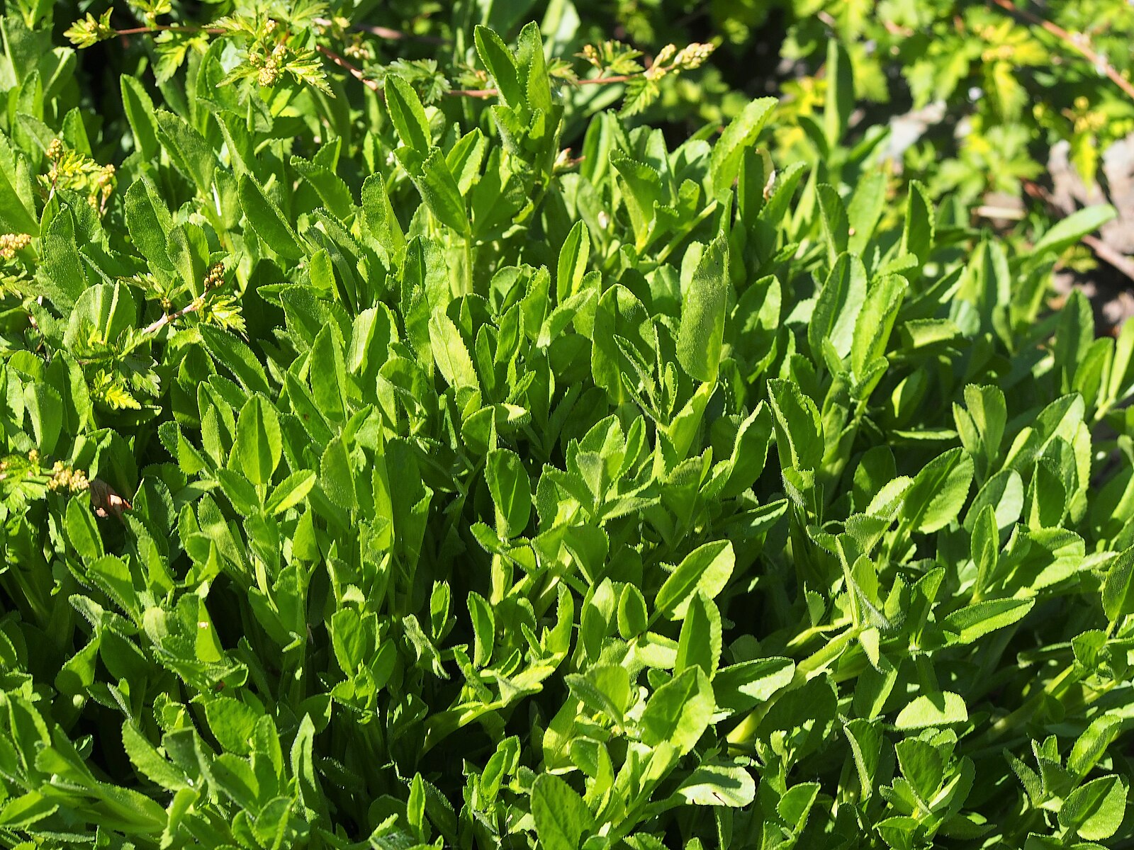 Ononis spinosa (spiny restharrow) foliage