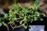 Ononis spinosa (spiny restharrow) 4" pot sale size