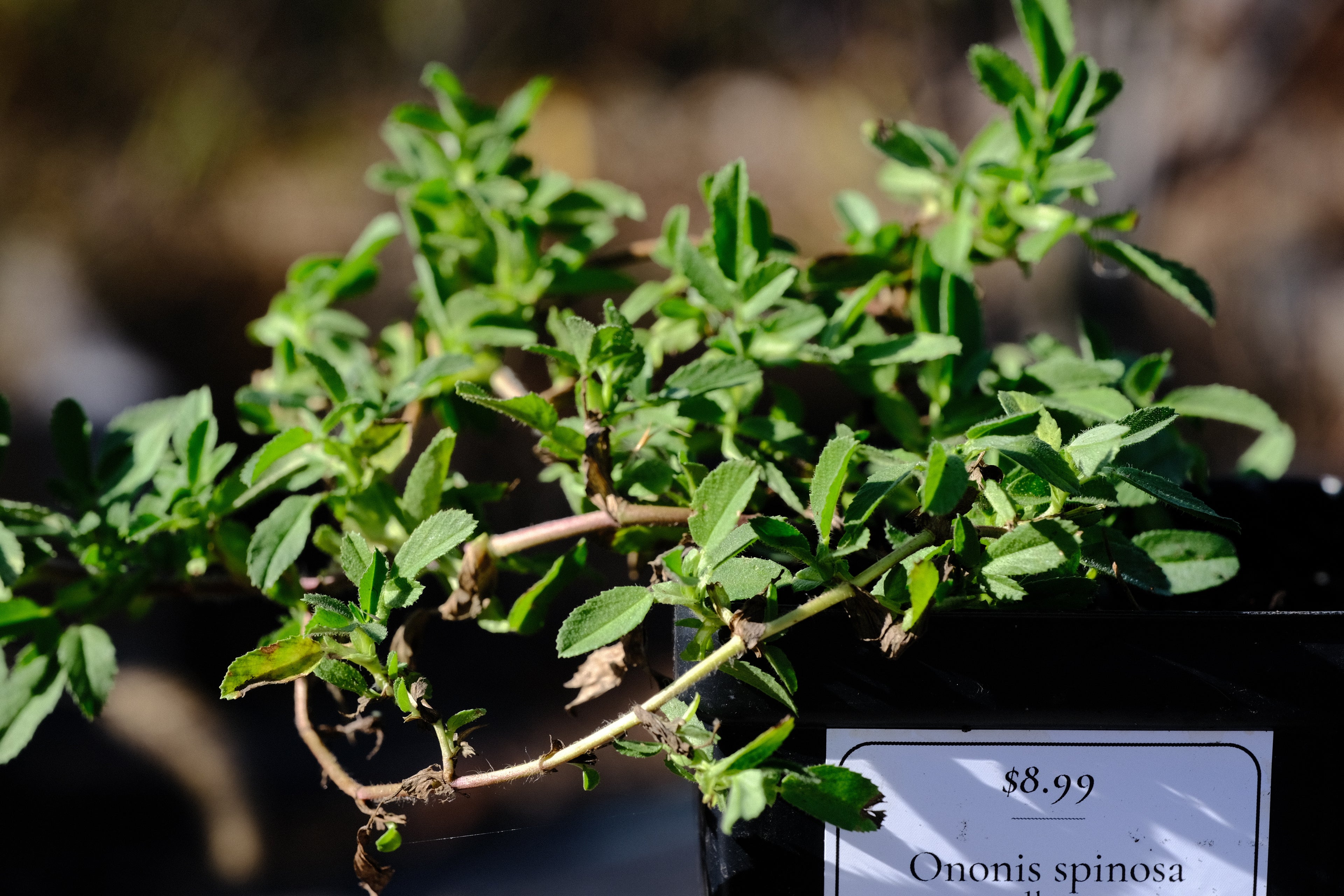 Ononis spinosa (spiny restharrow) 4&quot; pot sale size