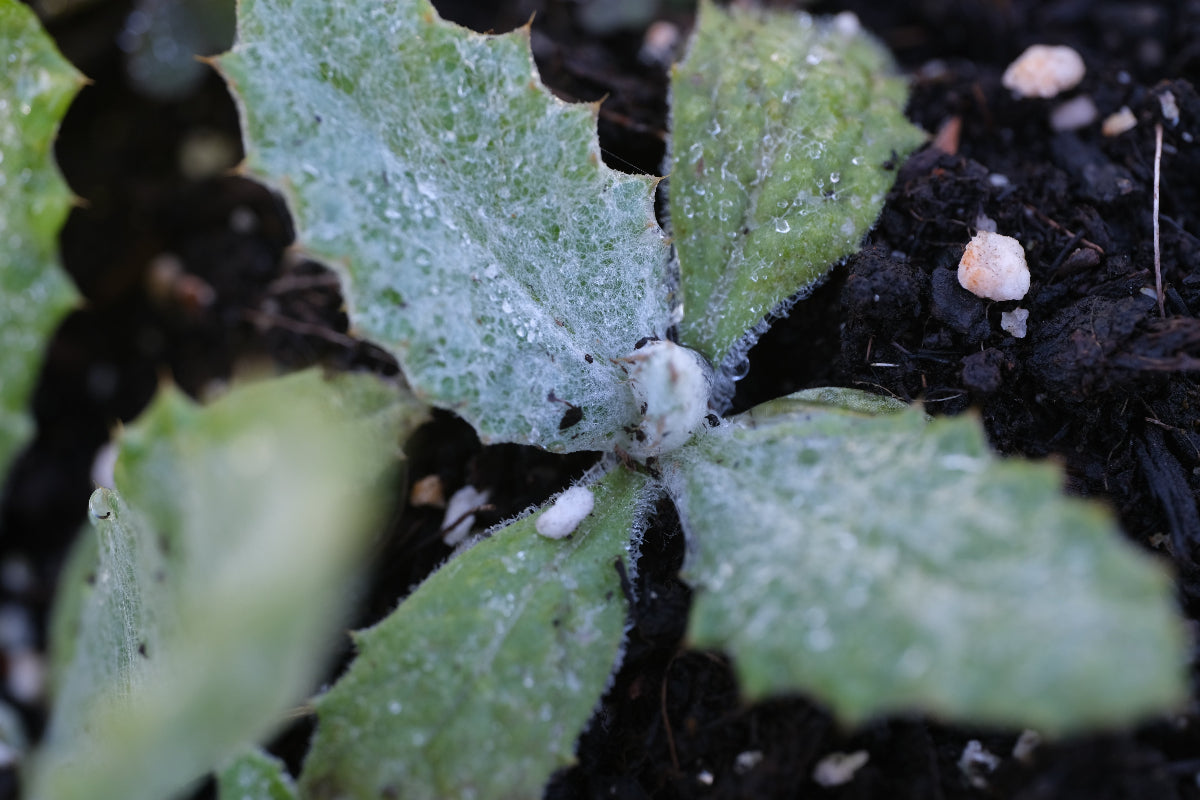 scotch thistle seedling