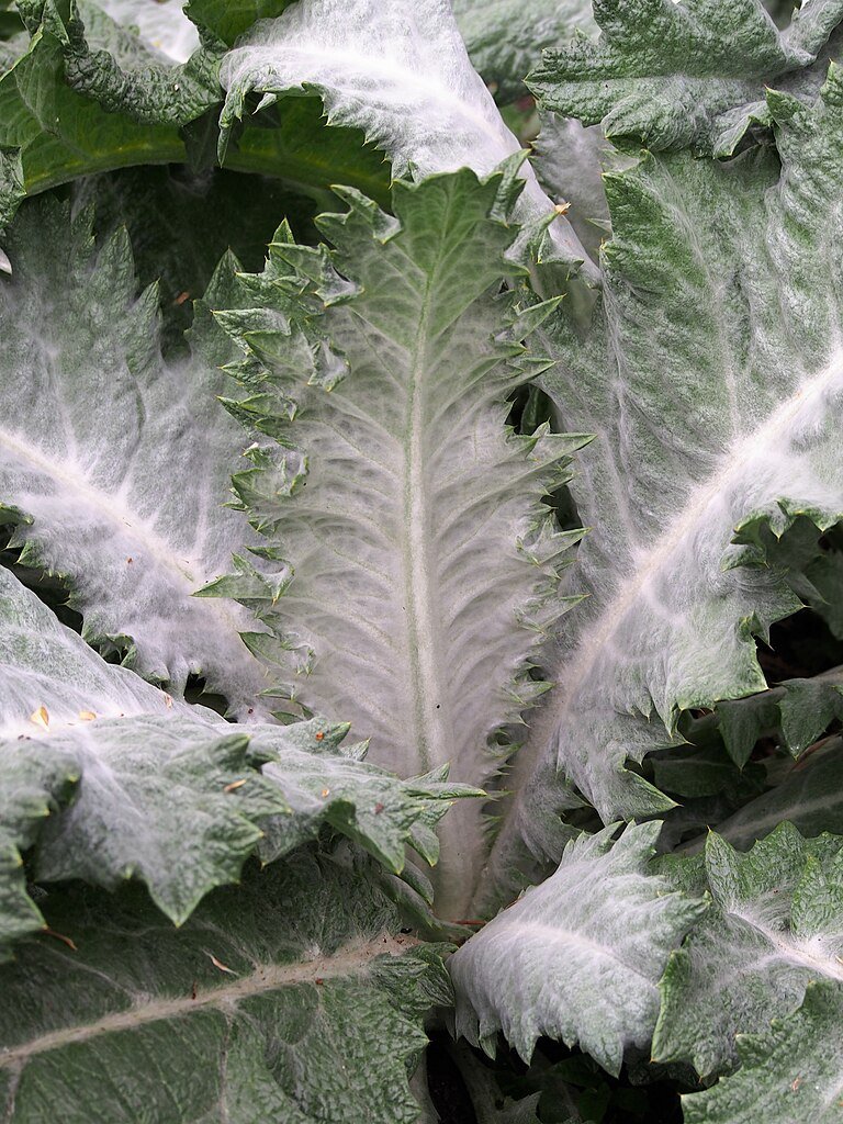 Onopordum acanthium (Scotch thistle) foliage