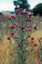 Onopordum acanthium (Scotch thistle) blooming