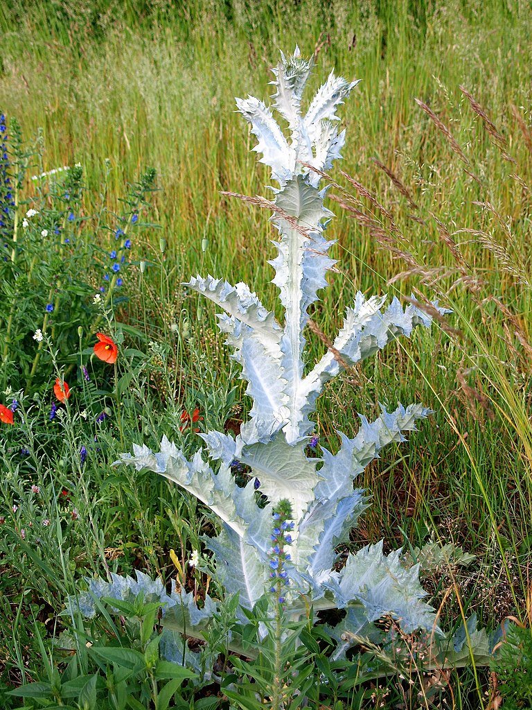 Onopordum acanthium (Scotch thistle) plant