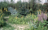 Onopordum acanthium (Scotch thistle) in the garden