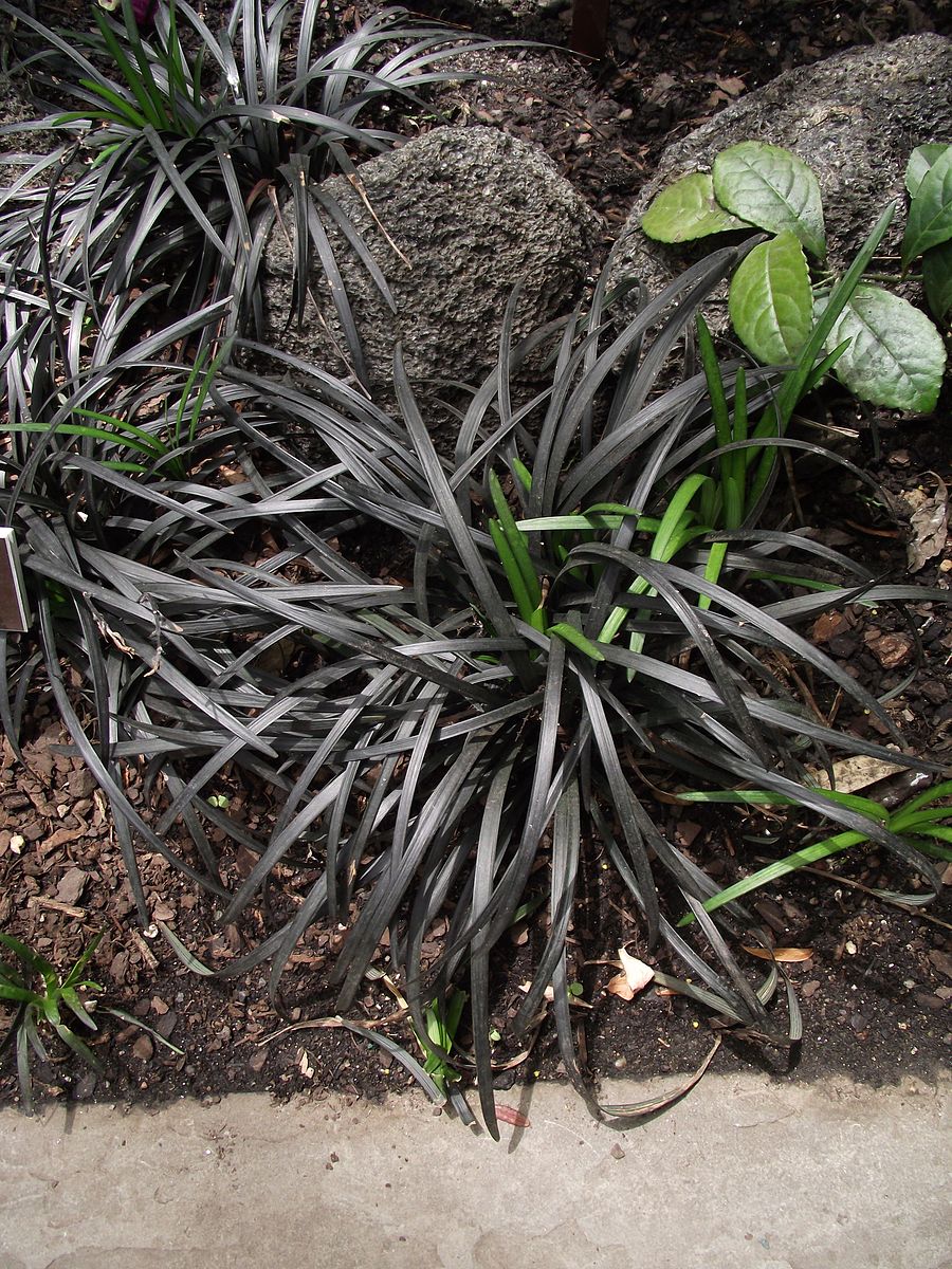 Ophiopogon planiscapus nigrescens foliage