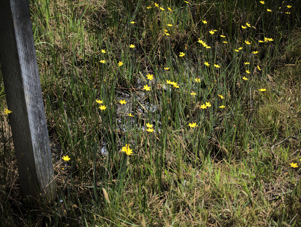 Sisyrinchium californicum (golden blue-eyed grass) in natural setting