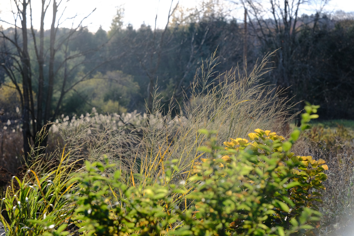 Panicum amarum (bitter switchgrass)  grown in moist, cool soil in late fall garden 