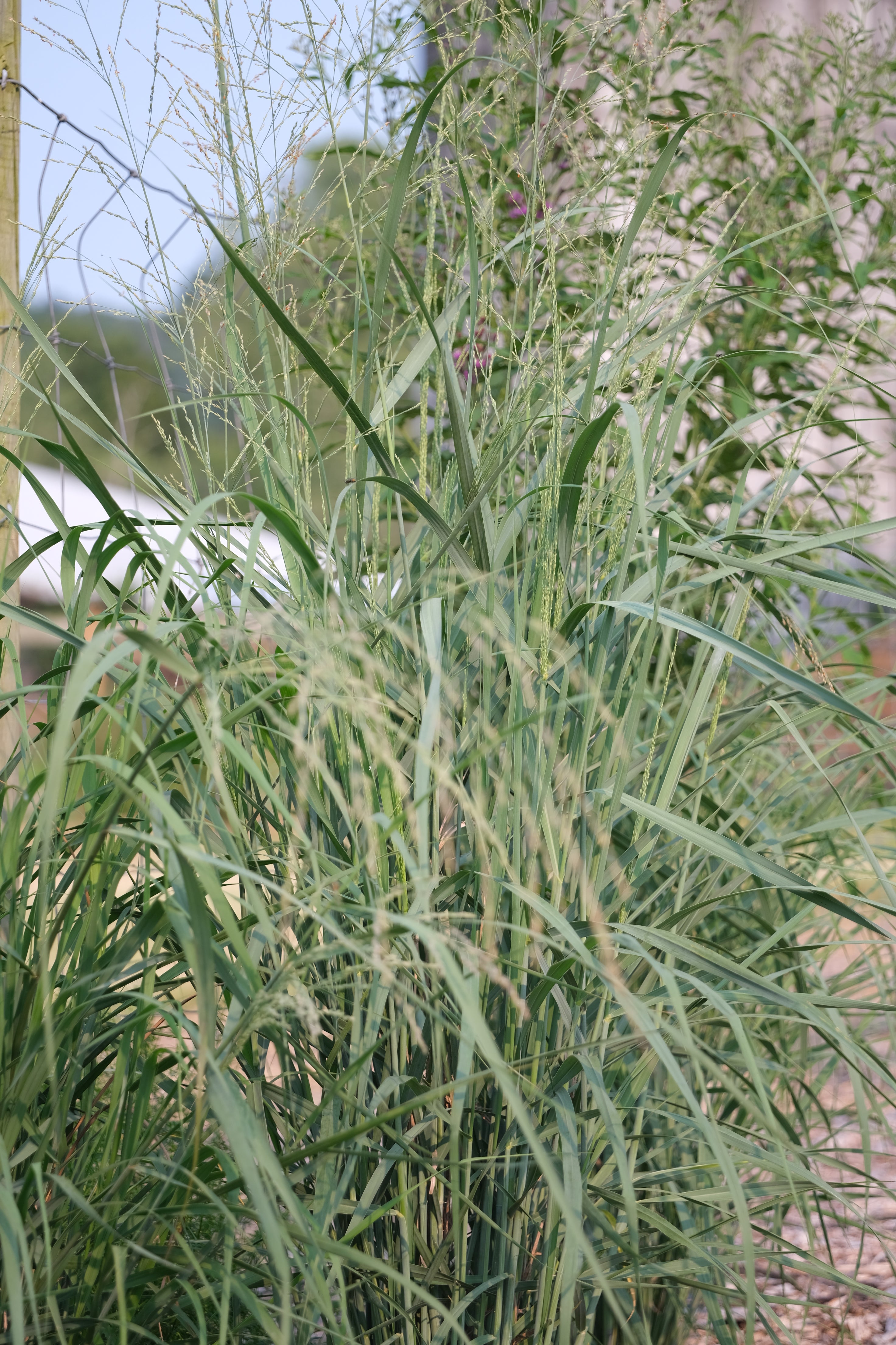 Panicum amarum (bitter switchgrass) summer foliage