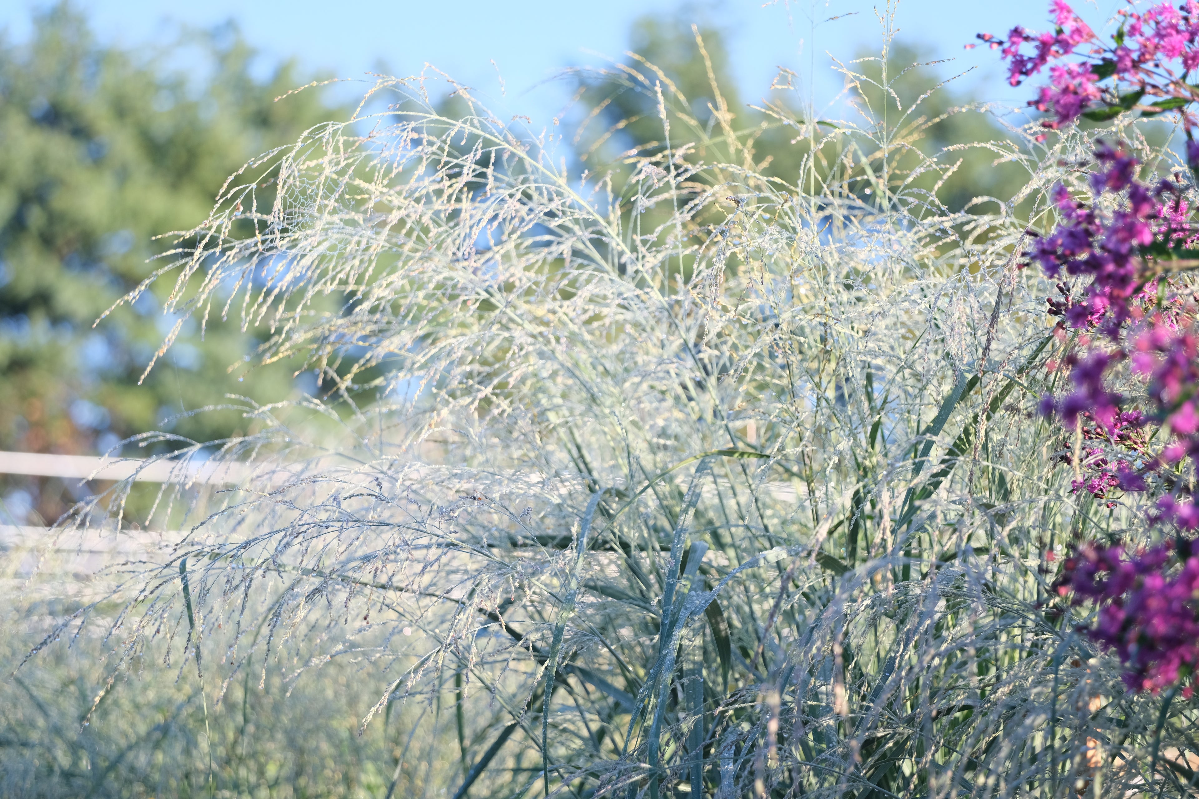 Panicum amarum (bitter switchgrass) with Vernonia gigantea