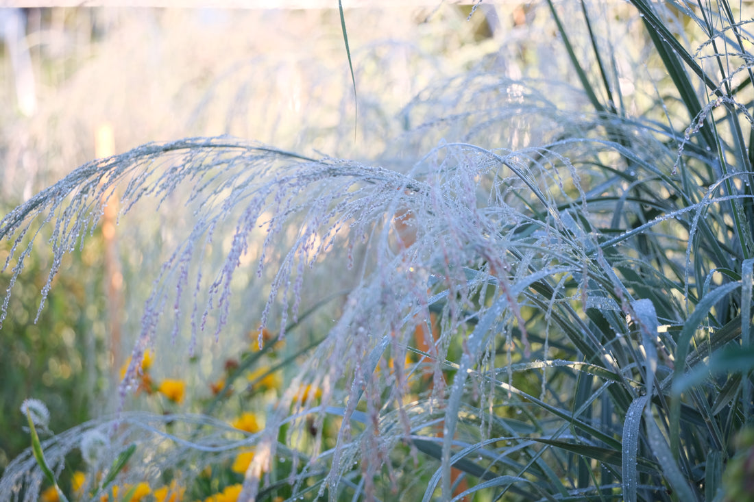 Panicum amarum (bitter switchgrass) in bloom