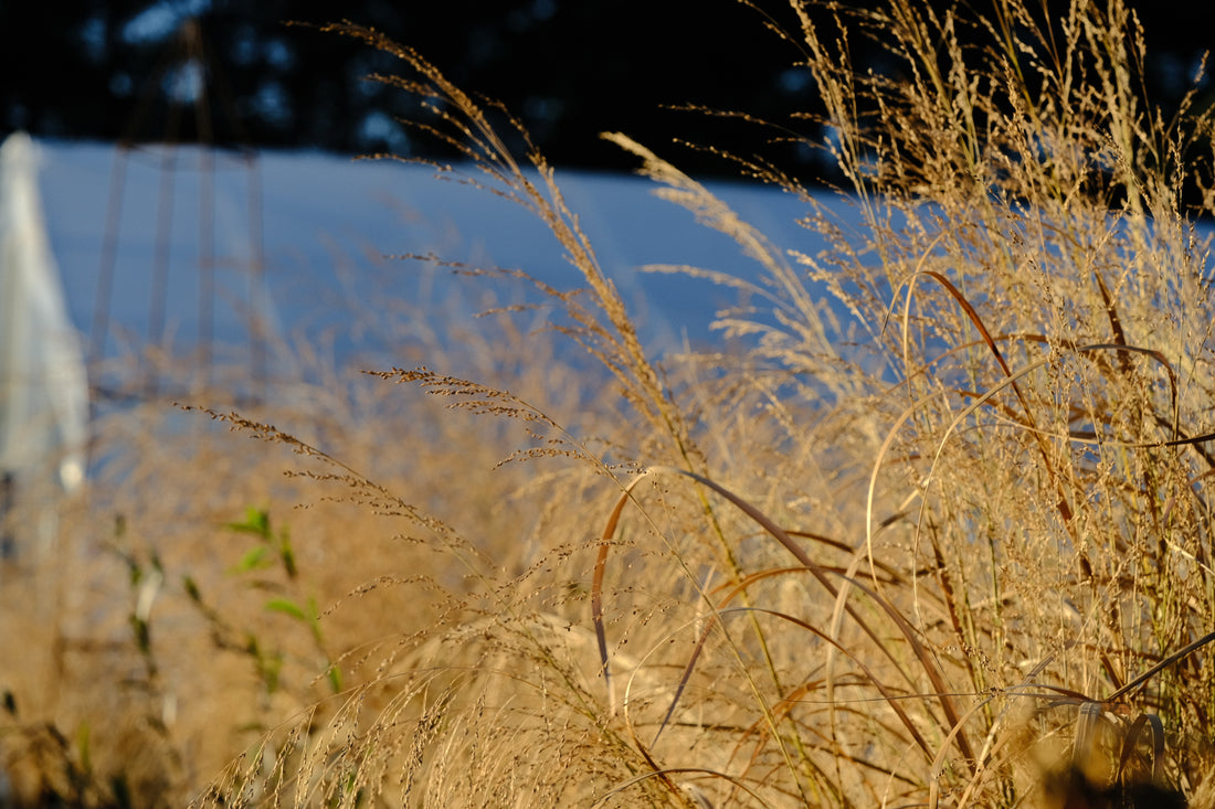 Panicum amarum (bitter switchgrass) in late fall garden