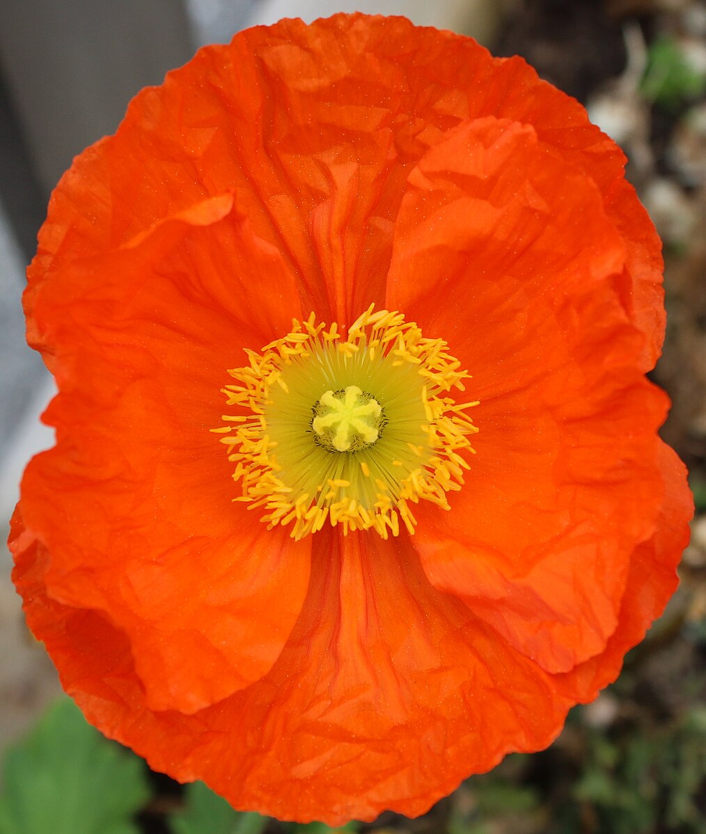 Papaver nudicaule &