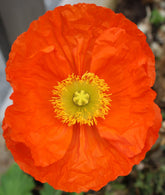 Papaver nudicaule &