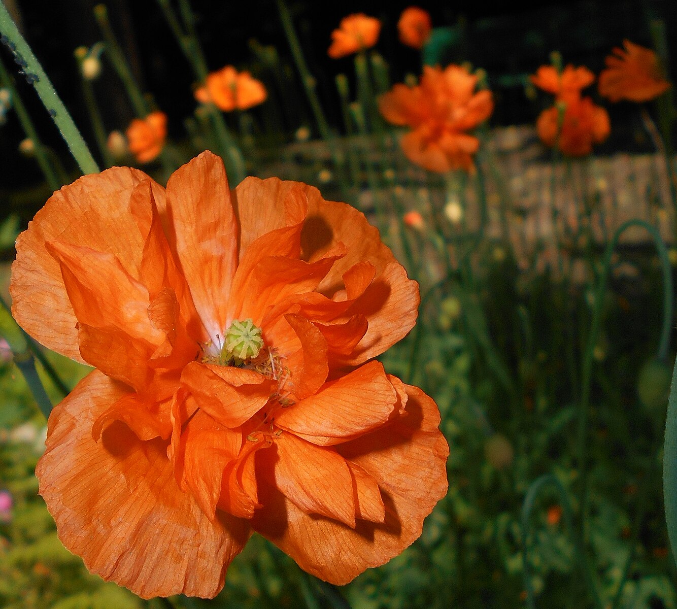 Close-up of an orange poppy (Papaver rupifragum | Spanish poppy) flower with a blurred garden background