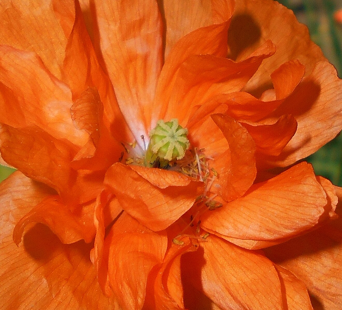 Close-up of an orange poppy (Papaver rupifragum | Spanish poppy) flower with a green center.
