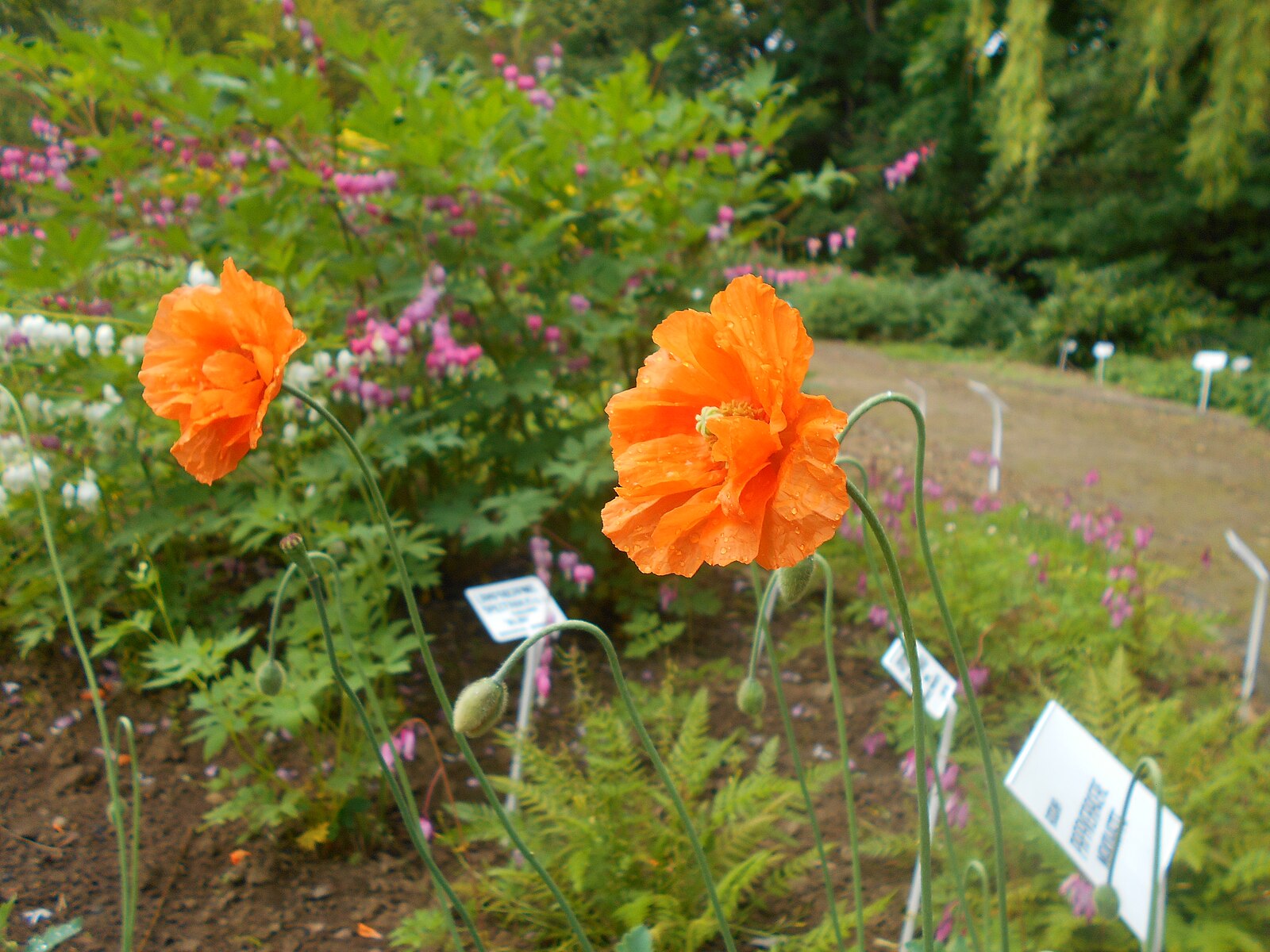 Orange flowers of Papaver rupifragum (Spanish poppy) in a garden with blurred background