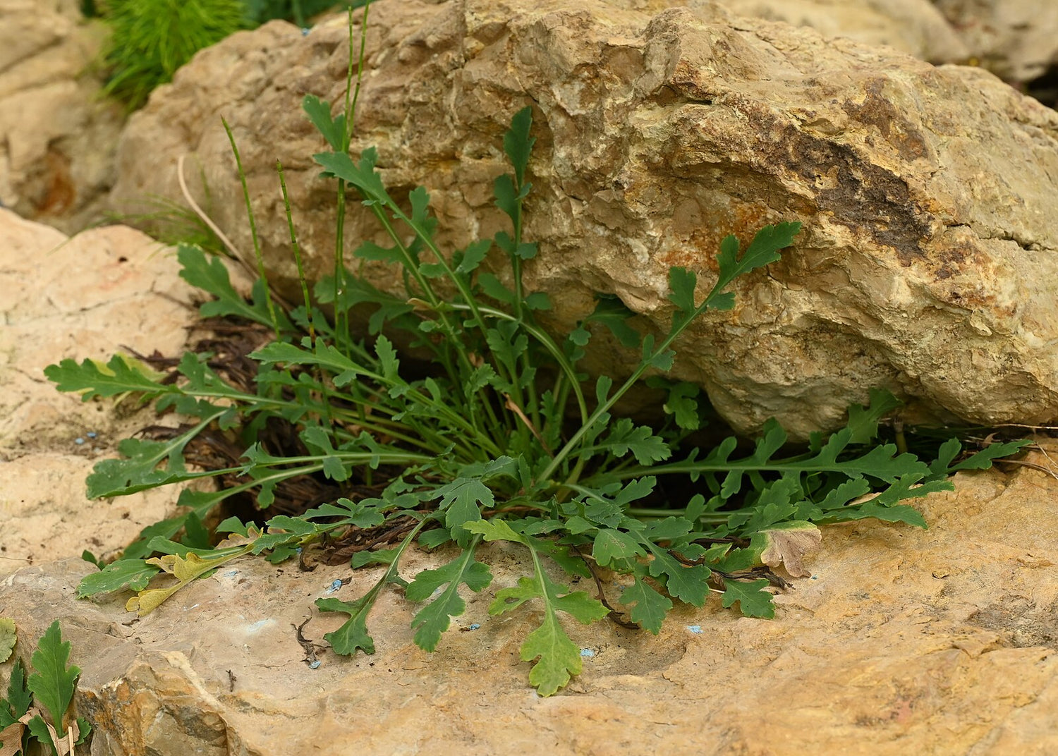 Papaver rupifragum (Spanish poppy) green foliage growing among rocks on a rocky surface