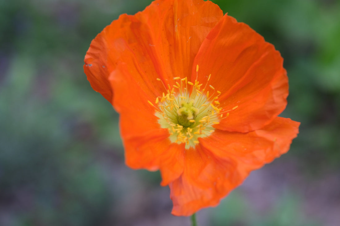 Papaver nudicaule &