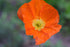 Papaver nudicaule &