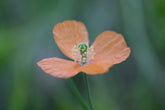 Close-up of an orange Papaver rupifragum, commonly known as Spanish poppy, flower with a blurred green background