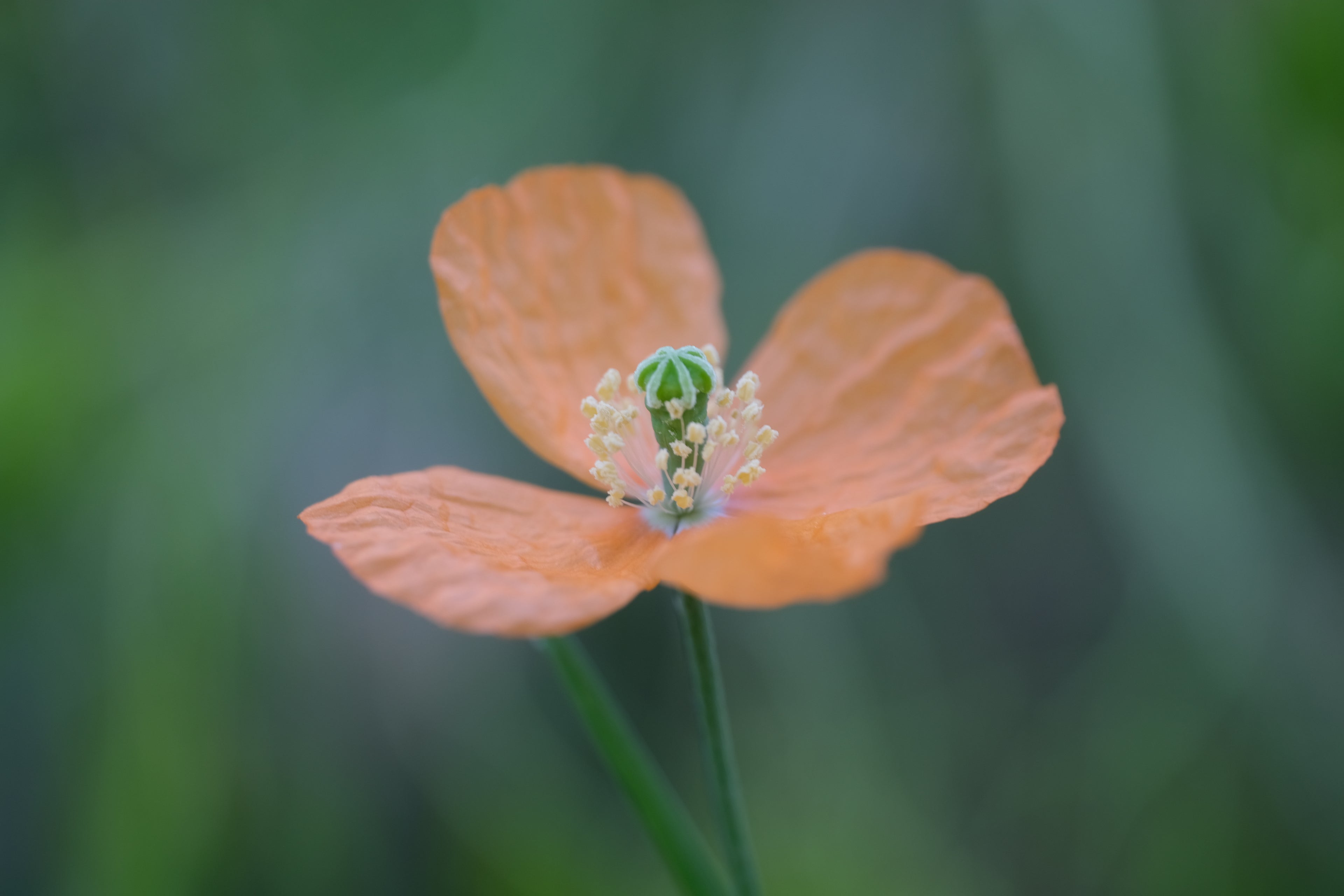 Close-up of an orange Papaver rupifragum, commonly known as Spanish poppy, flower with a blurred green background