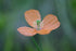 Close-up of an orange Papaver rupifragum, commonly known as Spanish poppy, flower with a blurred green background