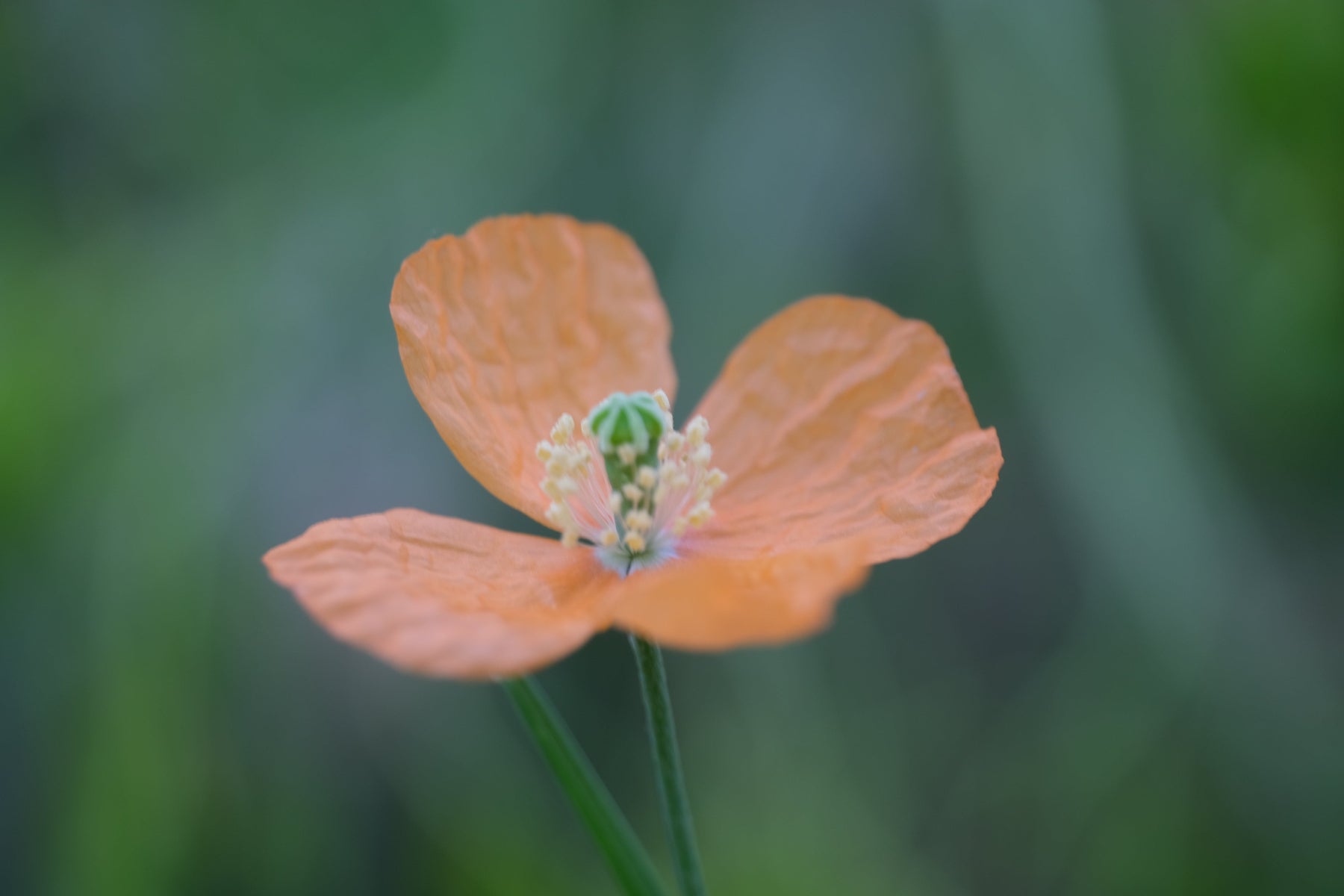 Close-up of an orange  Papaver rupifragum, commonly known as Spanish poppy, flower with a blurred green background