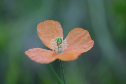 Close-up of an orange  Papaver rupifragum, commonly known as Spanish poppy, flower with a blurred green background