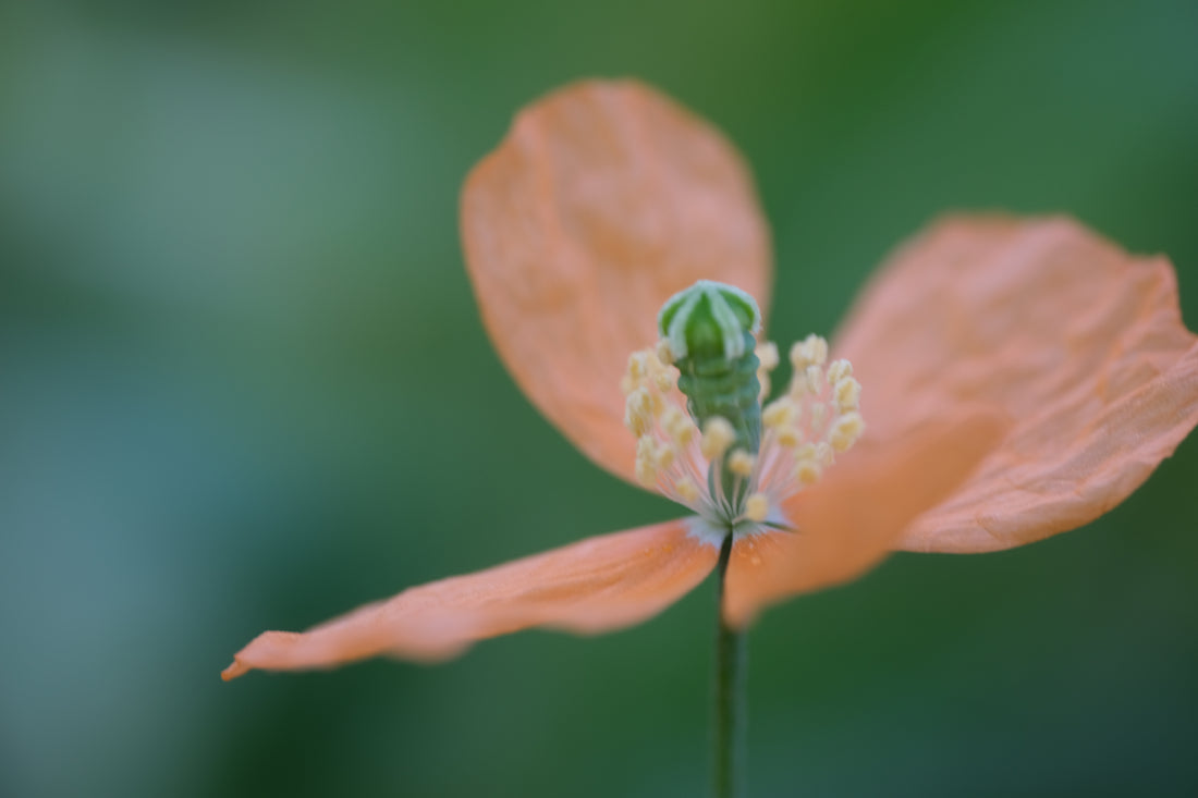 Close-up of an orange  Papaver rupifragum, commonly known as Spanish poppy, flower with a green center on a blurred green background