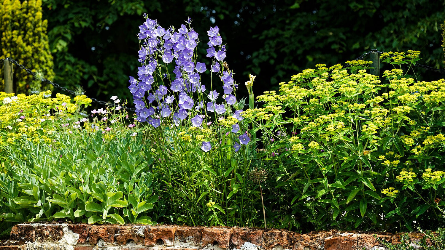 An image showing the Spode-blue flowers of Peach-leaved bellflower (Campanula persicifolia) blooming in a garden with yellow perennials and a dark green background.