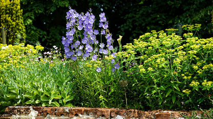 An image showing the Spode-blue flowers of Peach-leaved bellflower (Campanula persicifolia) blooming in a garden with yellow perennials and a dark green background.