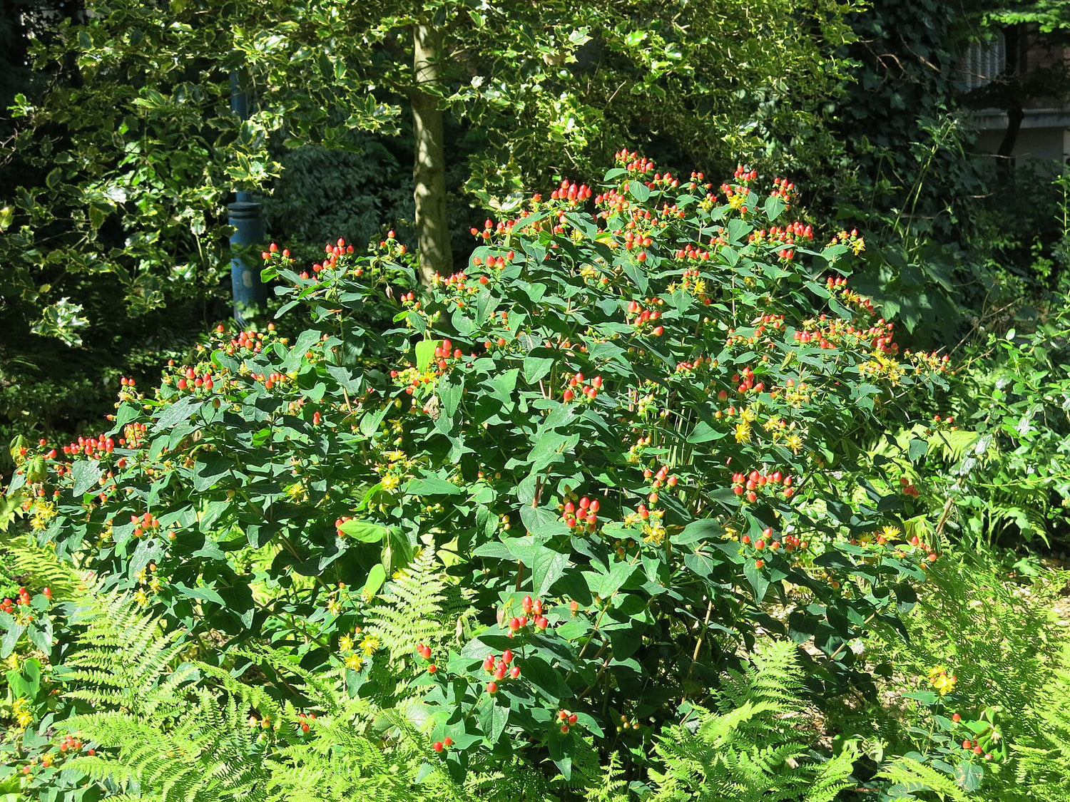 Hypericum androsaemum, commonly known as sweet amber, with berries in the garden.