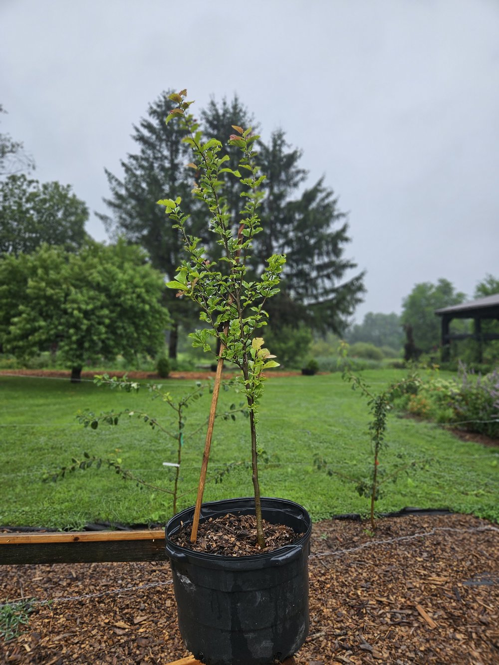 Parrotia persica 'Golden Bell Tower'