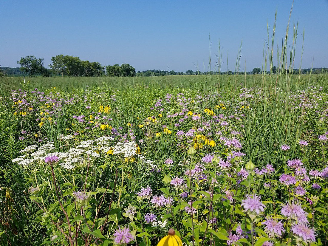 Parthenium integrifolium (wild quinine) in field 