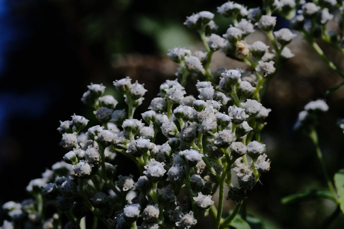 Parthenium integrifolium (wild quinine) flowers