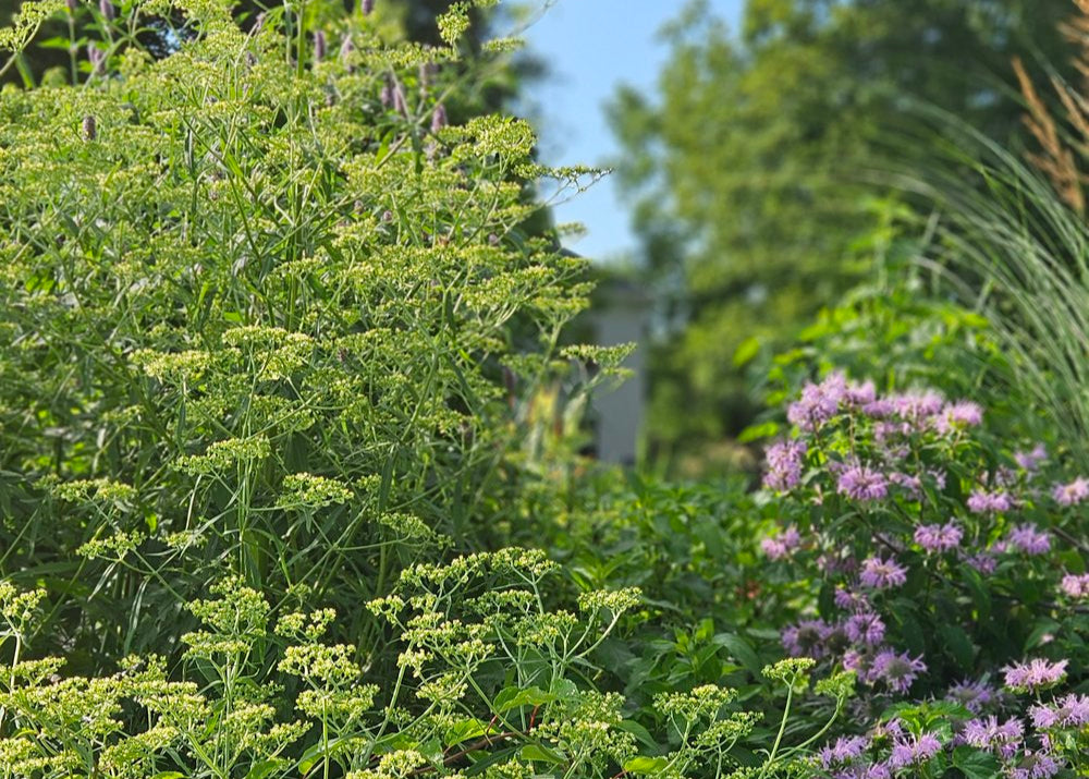 Patrinia monandra (golden lace) in garden with Monarda
