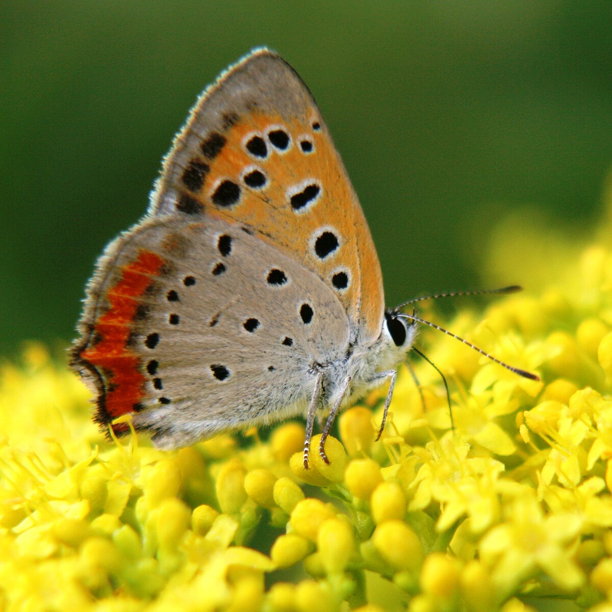 Patrinia scabiosifolia (golden lace) and Lycaena phlaeas