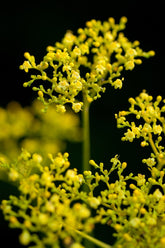 Patrinia scabiosifolia (golden lace) flower