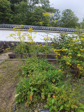 Patrinia scabiosifolia (golden lace) in garden