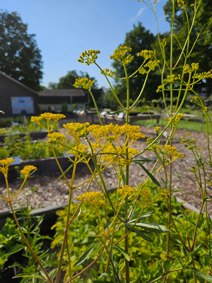 Patrinia scabiosifolia (golden lace) in nursery