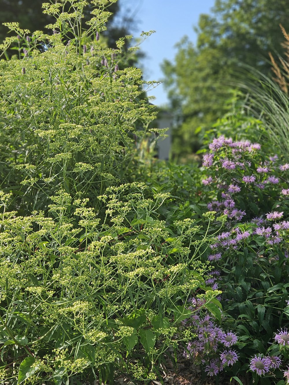 Patrinia monandra (golden lace) in garden with Monarda