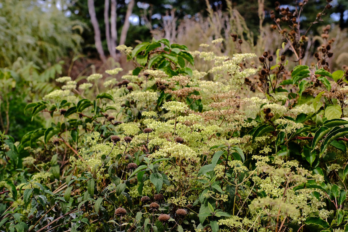 Patrinia monandra (golden lace) seedheads in the fall garden