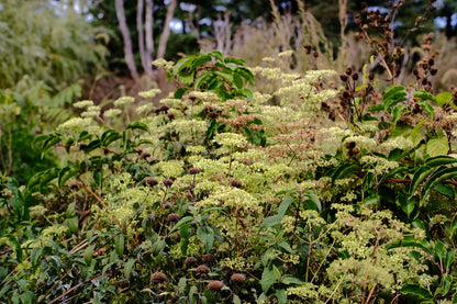 Patrinia monandra (golden lace) seedheads in the fall garden