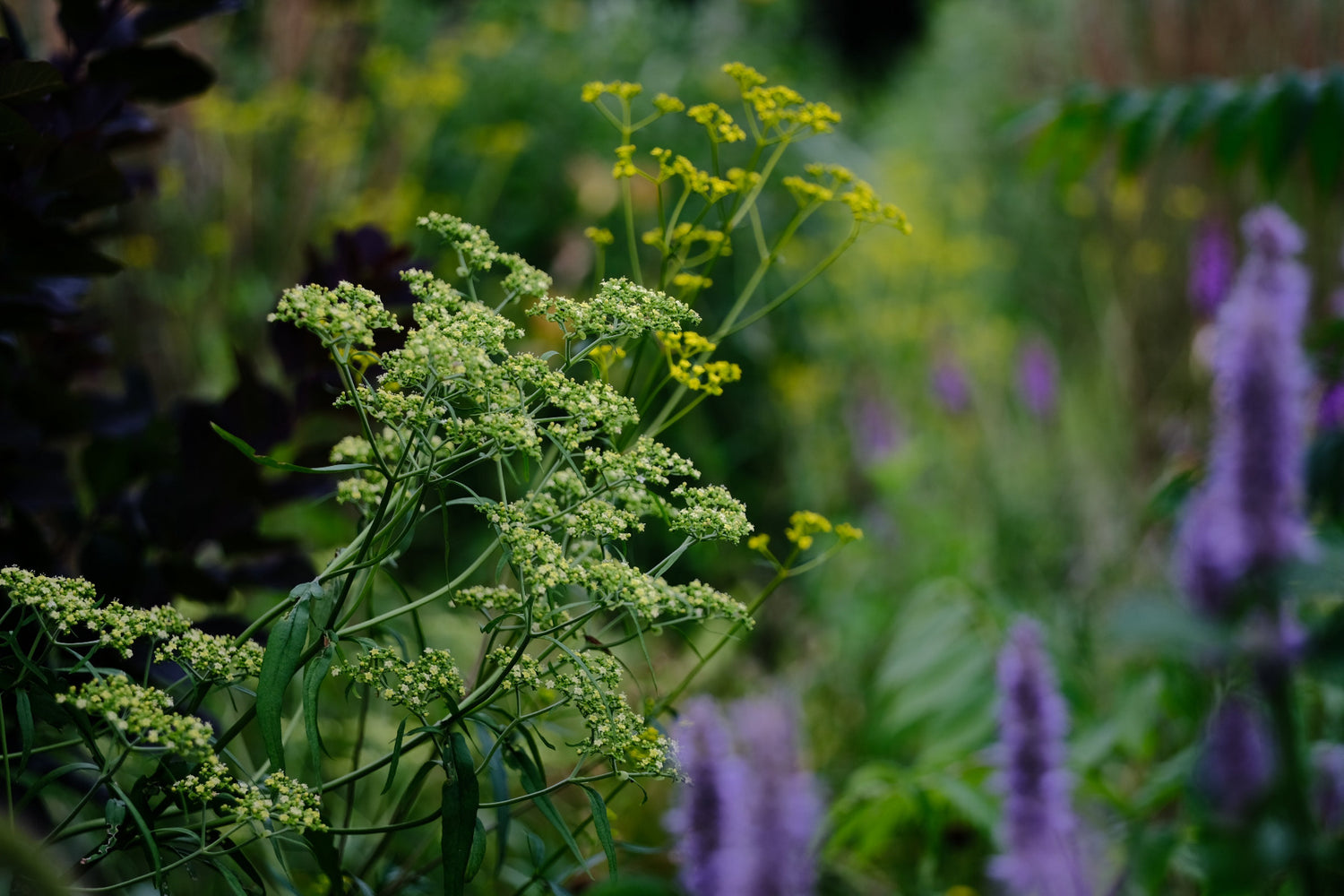Image of summer garden with pale yellow Patrinia monandra flowers, golden yellow Patrinia scabiosifolia flowers, and purple flowers of Agastache foeniculum. 