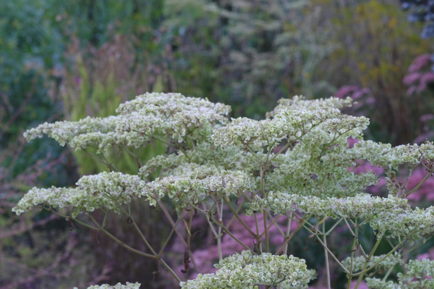 Pale white-yellow seedheads of Patrinia monandra in a garden with Sedum Autumn Joy and Chasmanthium latifolium.