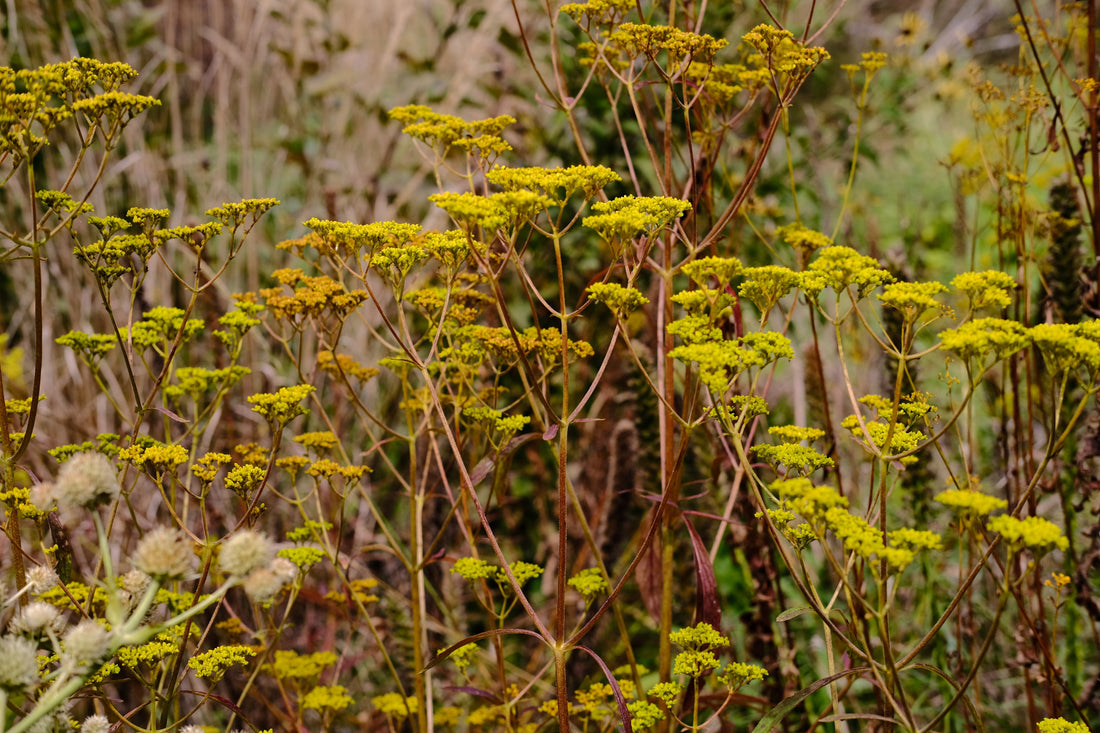 Patrinia scabiosifolia (golden lace) yellow flowers with red stems in the garden