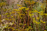 Patrinia scabiosifolia (golden lace) yellow flowers with red stems in the garden