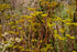 Patrinia scabiosifolia (golden lace) yellow flowers with red stems in the garden