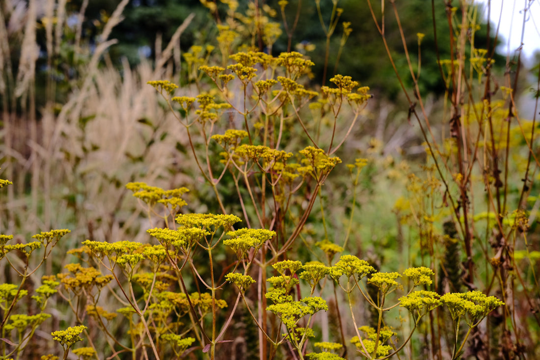 Patrinia scabiosifolia (golden lace) yellow flowers with red stems in the garden